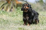 CAVALIER KING CHARLES 165